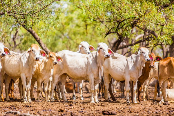 Brahman Beef